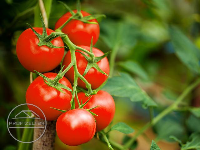Tomaten vor Witterung geschützt im Gewächshaus anbauen
